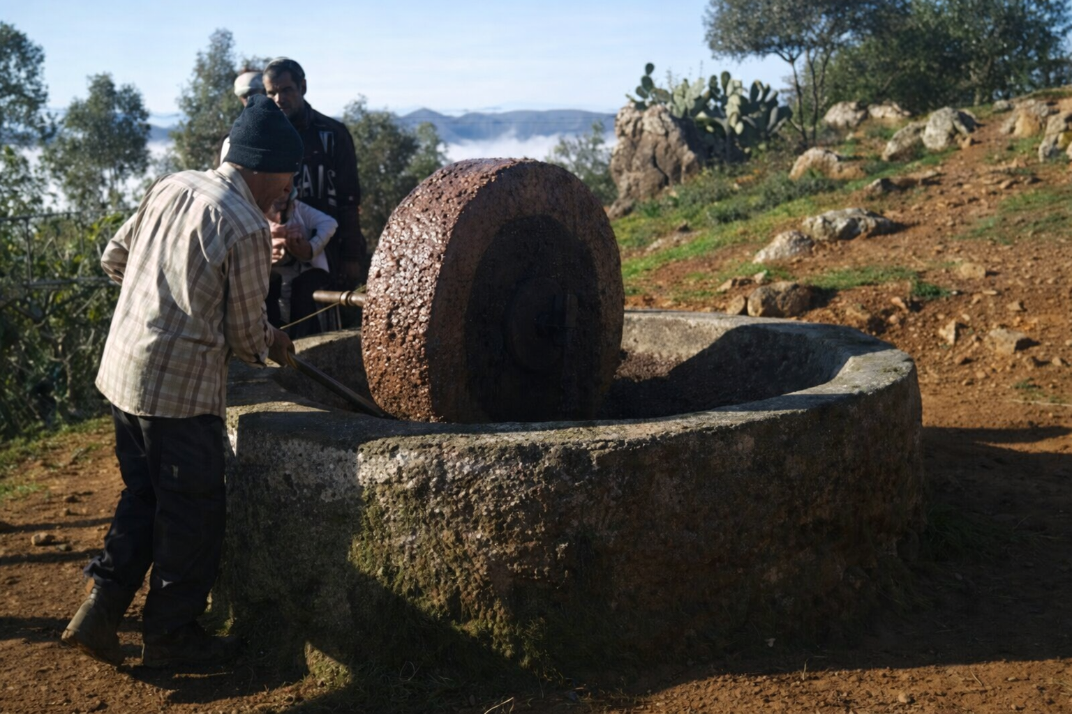 Palestinian farmers using a traditional stone olive press to produce olive oil during the olive harvest season.