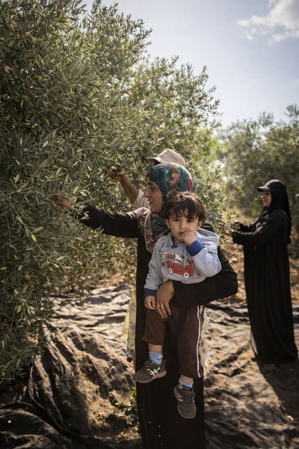 A Palestinian family harvesting olives together in a traditional olive grove, reflecting the cultural and social importance of the olive harvest season.